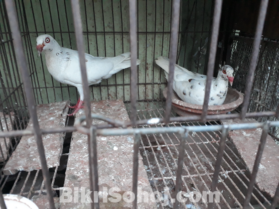 White Denish running pair